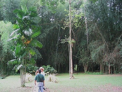 Touristic attractions of Honduras : Tela - Lancetilla Botanical Gardens (Jardin Botanico Lancetilla)