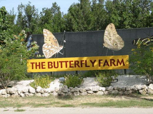 Touristic attractions of Aruba : The Butterfly Farm