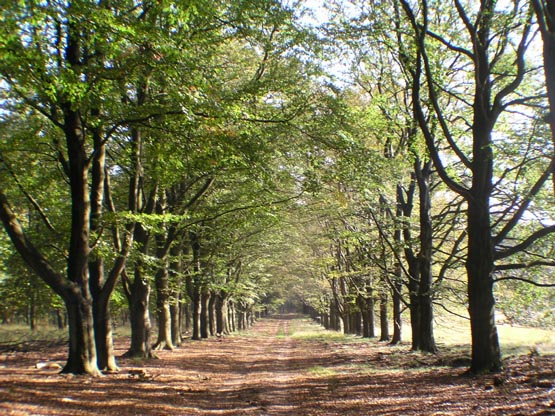 Touristic attractions of Saint Martin : Hoge Veluwe National Park