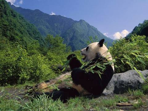 Touristic attractions of China : Wolong Nature Preserve