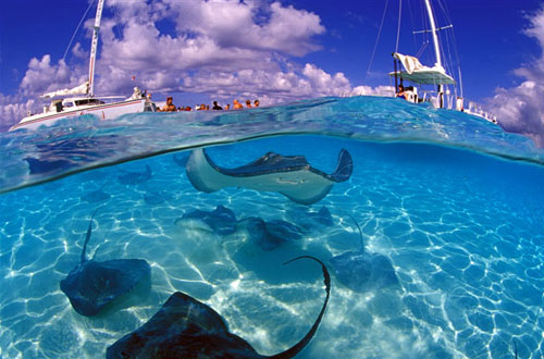 Touristic attractions of Cayman Islands : Diving in Grand Cayman