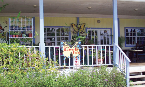 Touristic attractions of Cayman Islands : Butterfly Farm